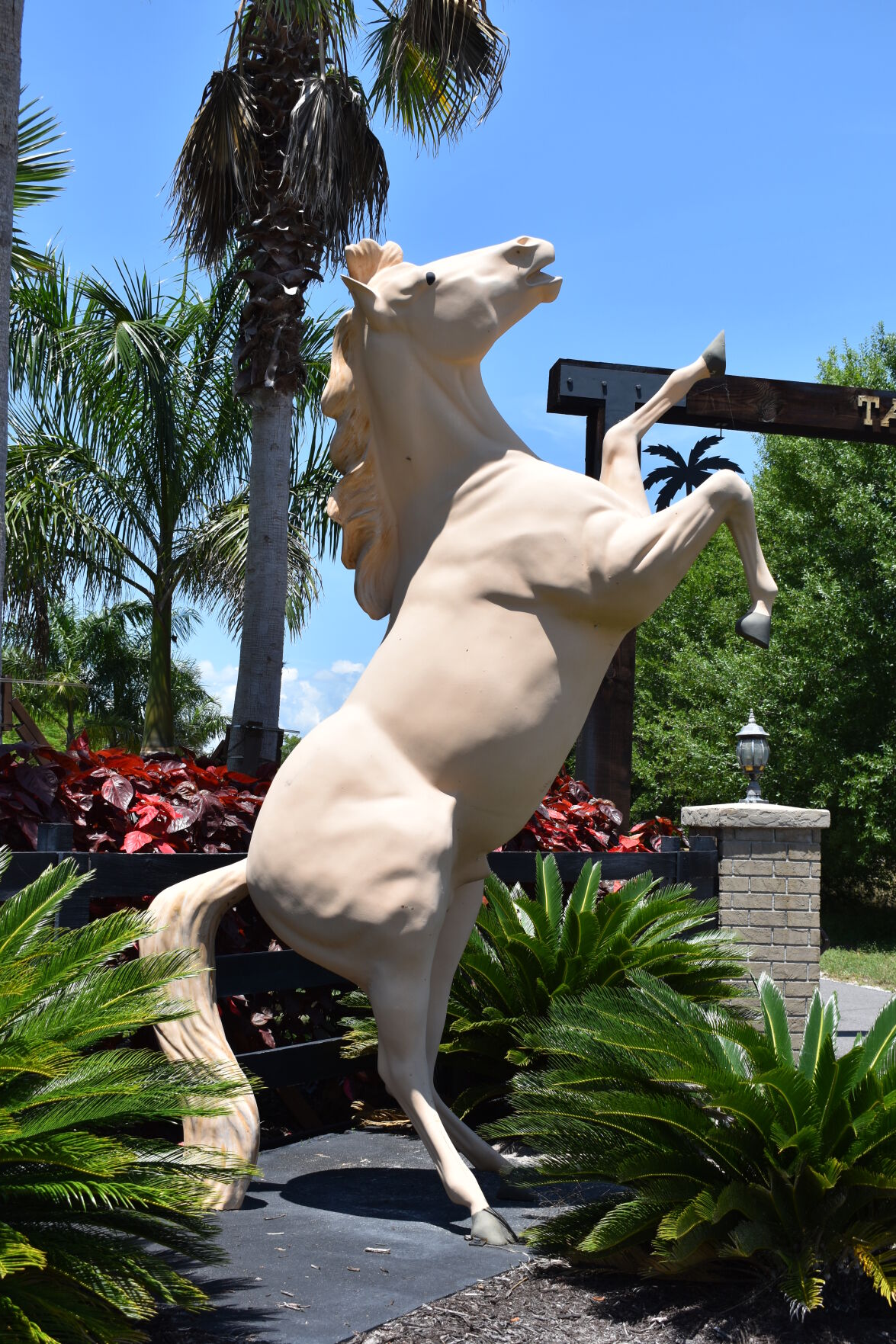 Horse to the left of Tall Palms Ranch